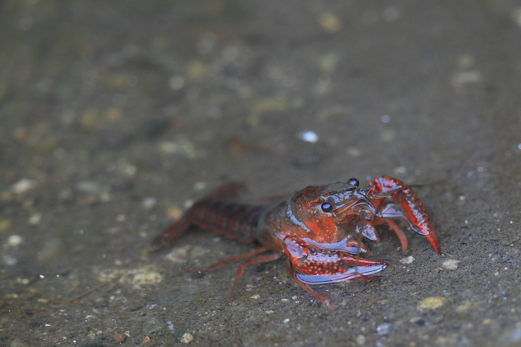 Il famigerato Gambero Rosso della Louisiana