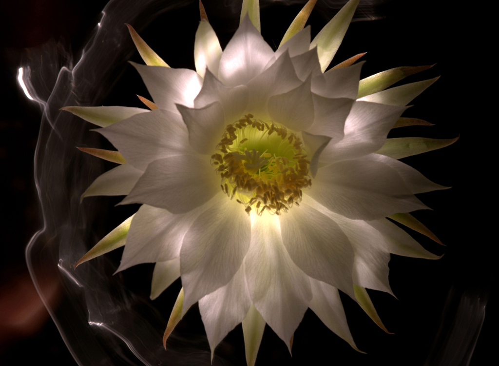 Fiore in light painting