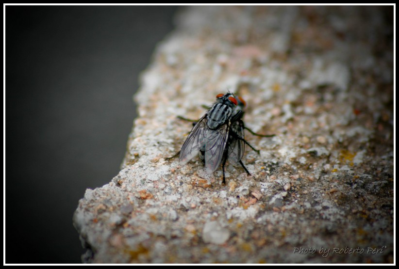 ...Quando la passione chiama...