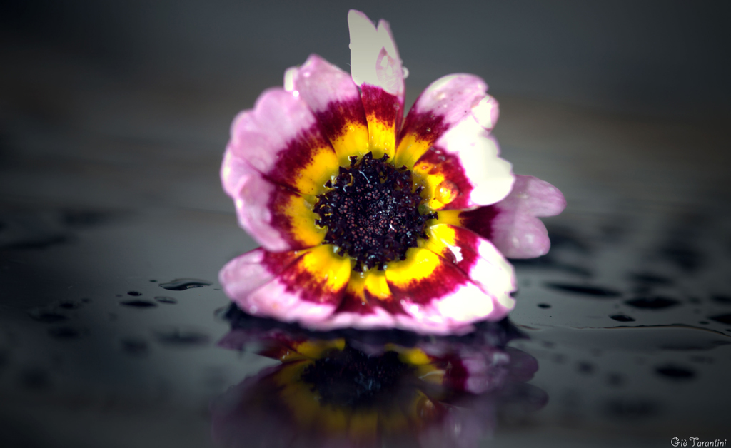 Riflesso di fiore