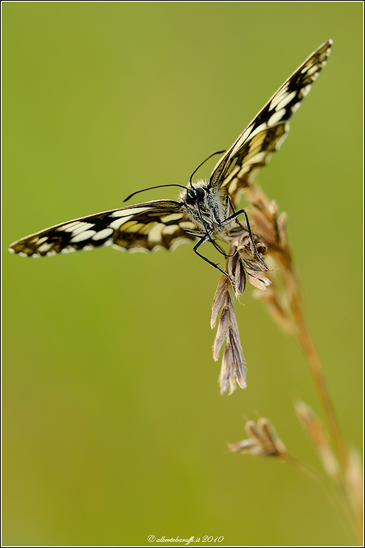 Melanargia galathea che si crede un rapace
