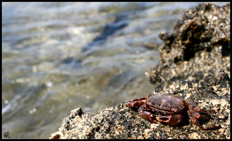 Granchio al sole
