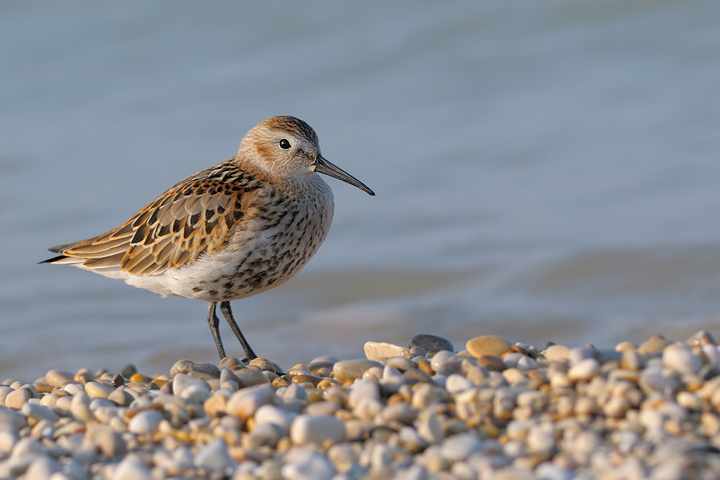 Piovanello pancianera