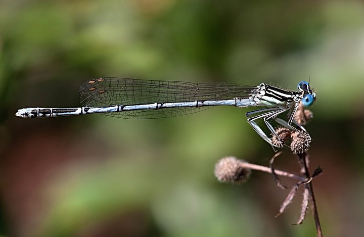 Prima damigella 2010