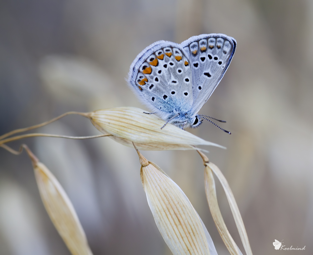 Polyommatus (Lysandra) bellargus