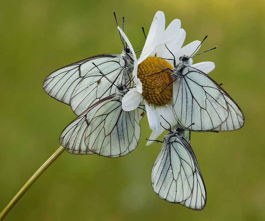 margherita con ... aporie