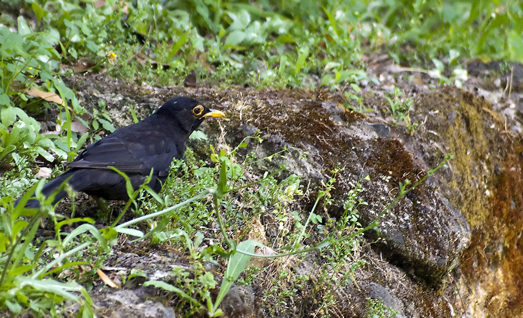 Merlo da competizione