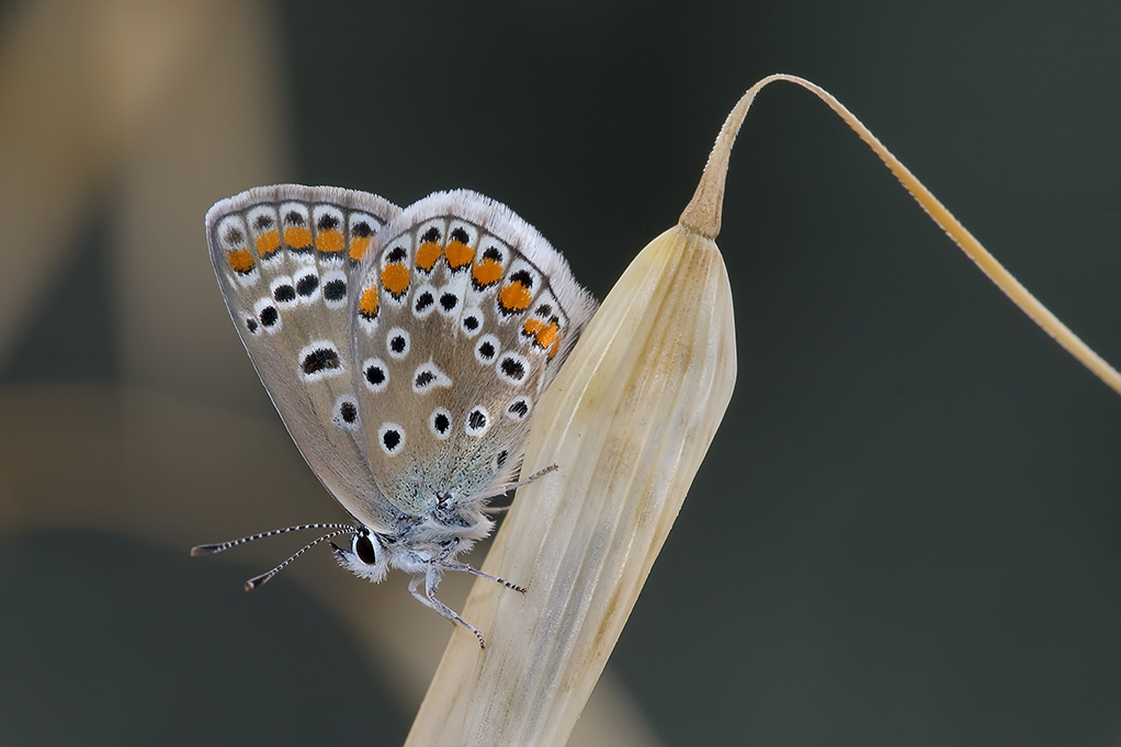 Composizione "naturale"