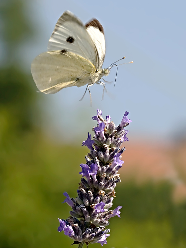 fase di atterraggio....