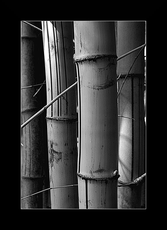 Bamboo