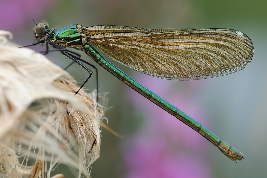 Calopteryx Splendens