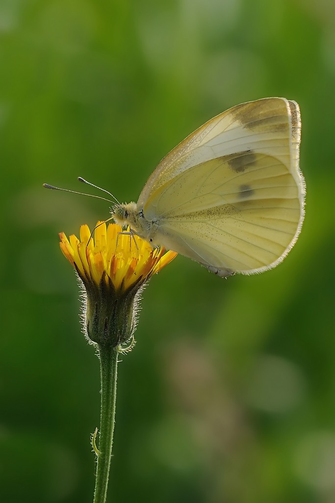 Pieris Brassicae