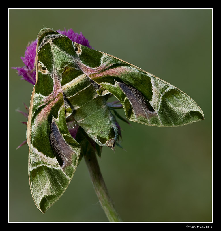 ...la sfinge dell'oleandro...