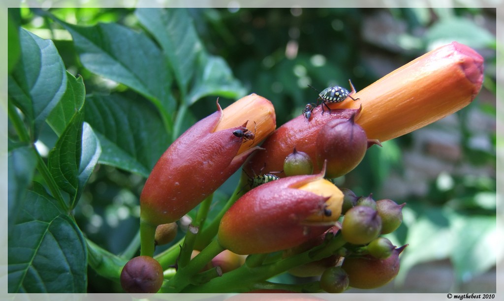 Fiori di melograno con ospiti