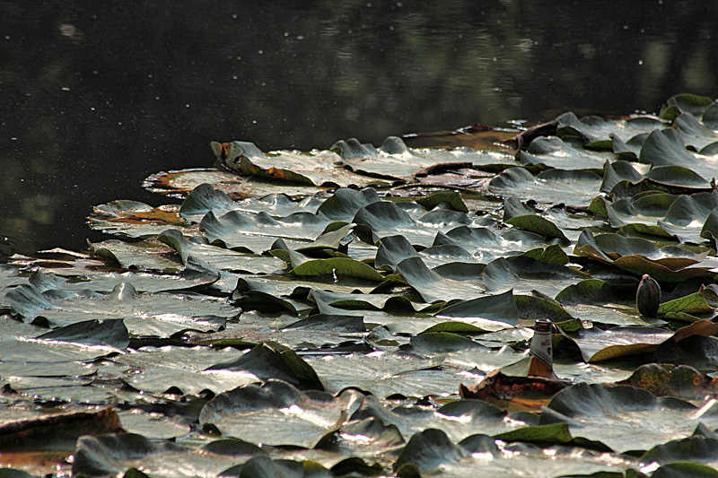 ninfee e incivilt�