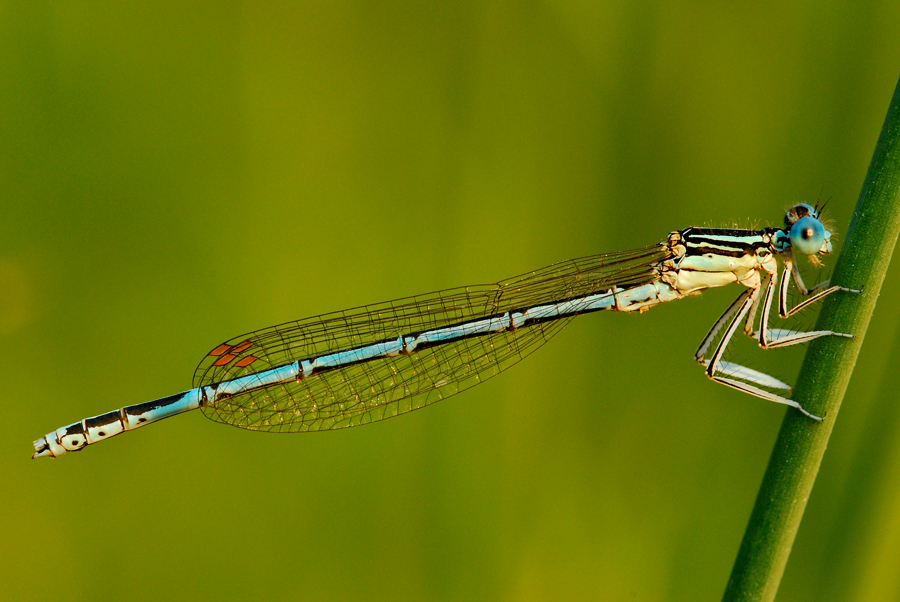 La barbuta al tramonto