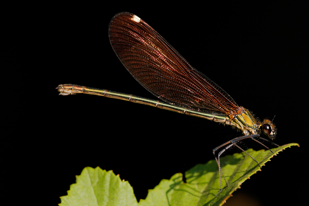 ...In Originale...!!