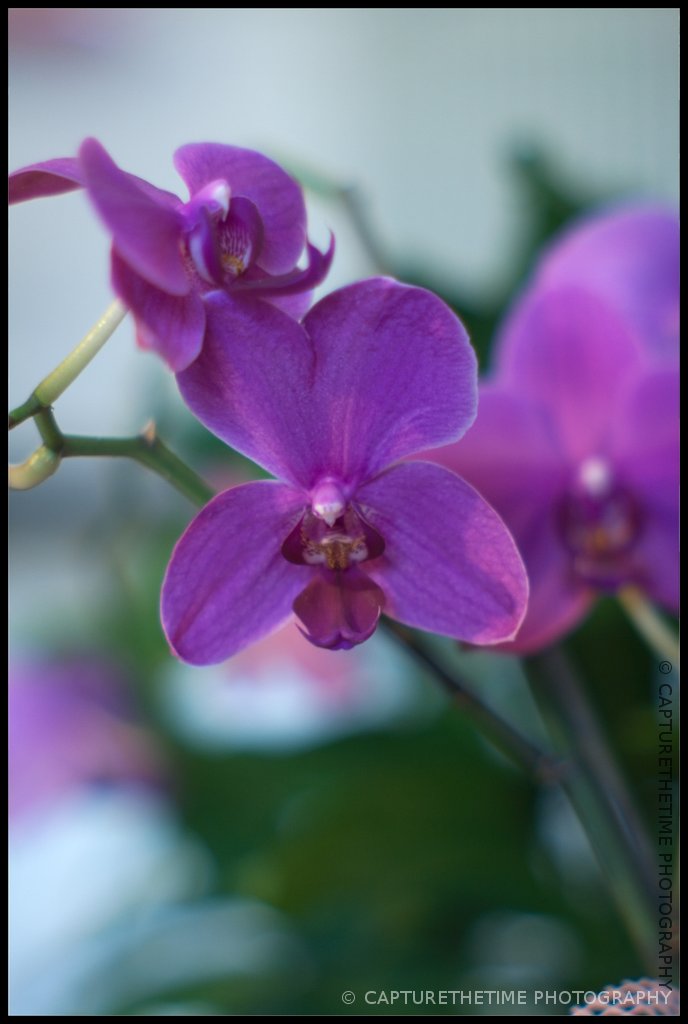 Orchidea f/1.2