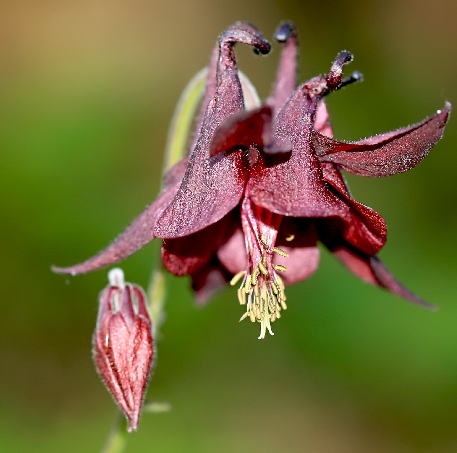 il cappello delle streghe