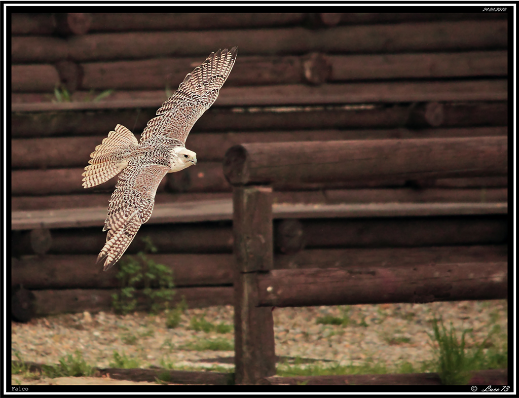 Falco ..... # 2 - Esibizione di Falconeria