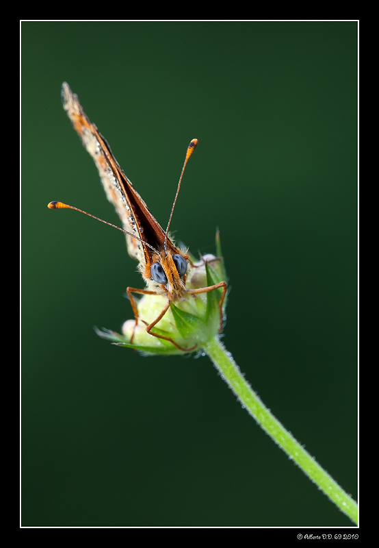 ...ritratto di melitea...