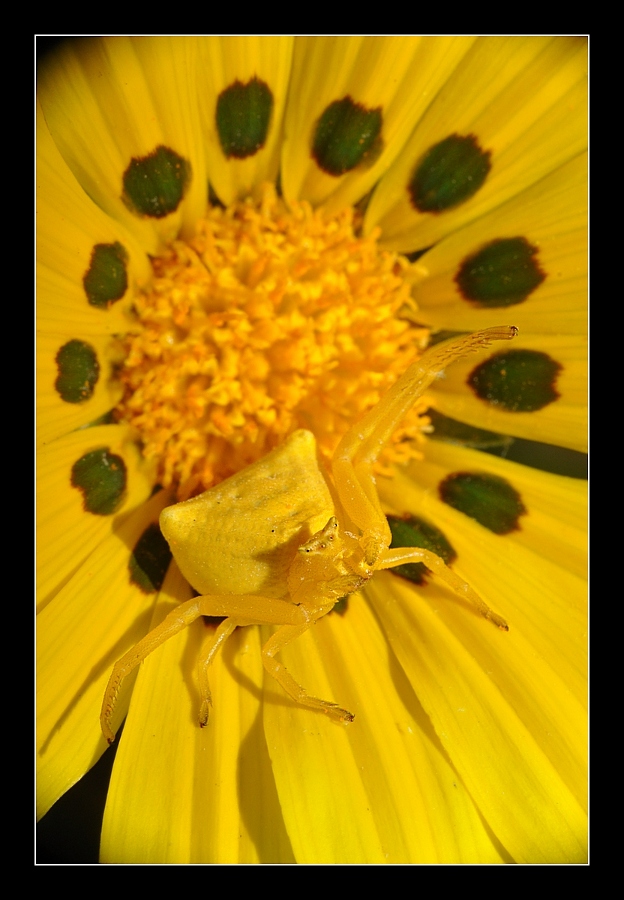 Tomiside (Ragno-Granchio giallo)