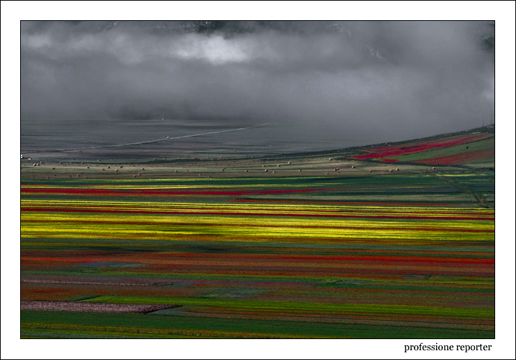 Fioritura a Castelluccio di Norcia