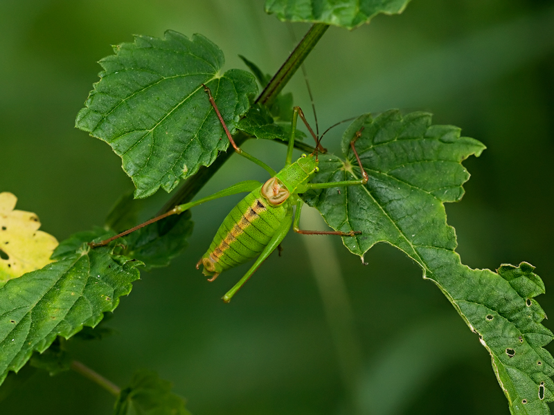 ..strana cavalletta....