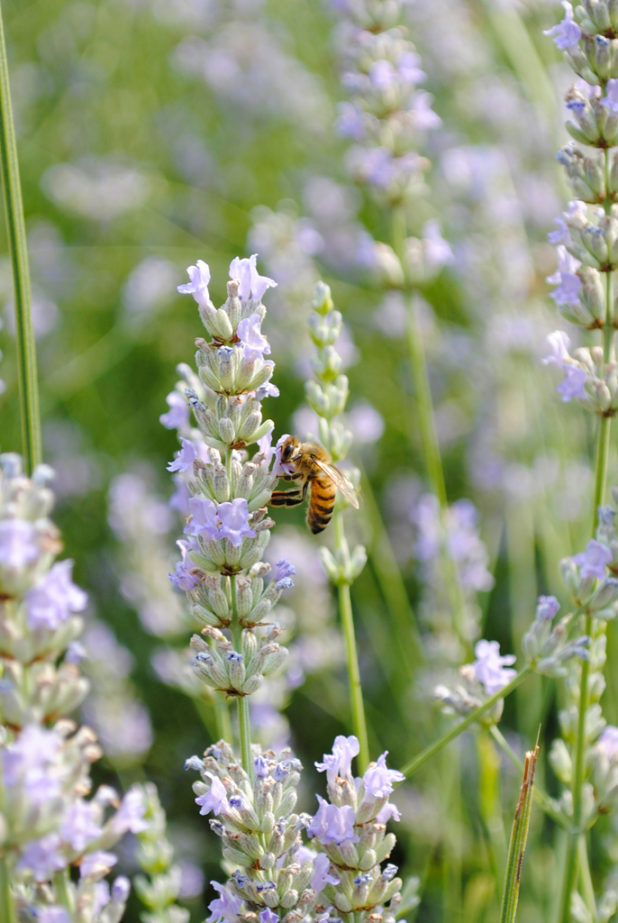 Vittoriale - Giardino 3