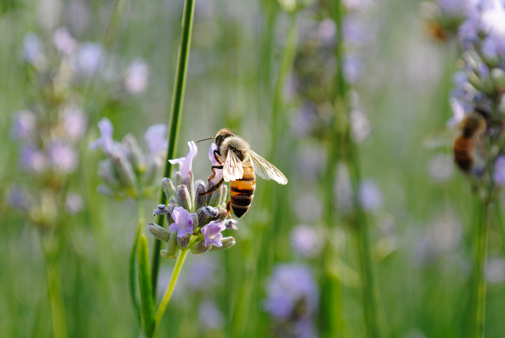 Vittoriale - Giardino 4