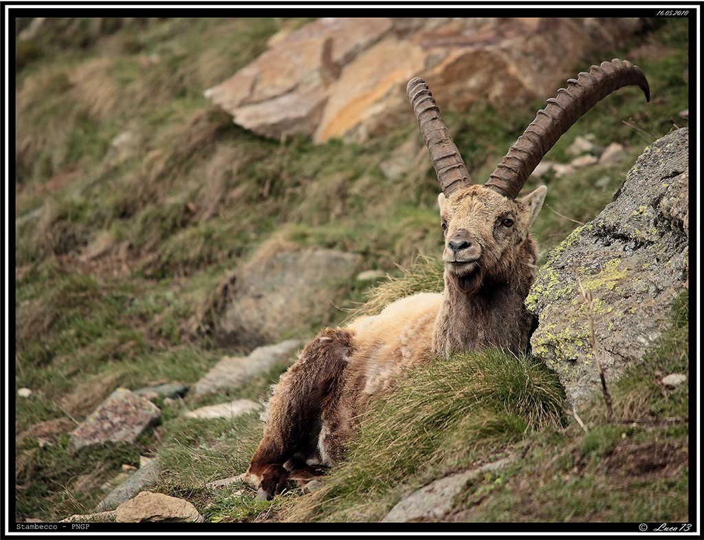 Stambecco PNGP # 21