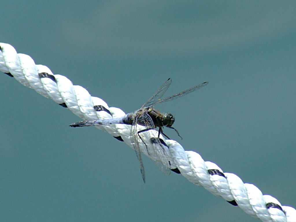 Libellula sul lago