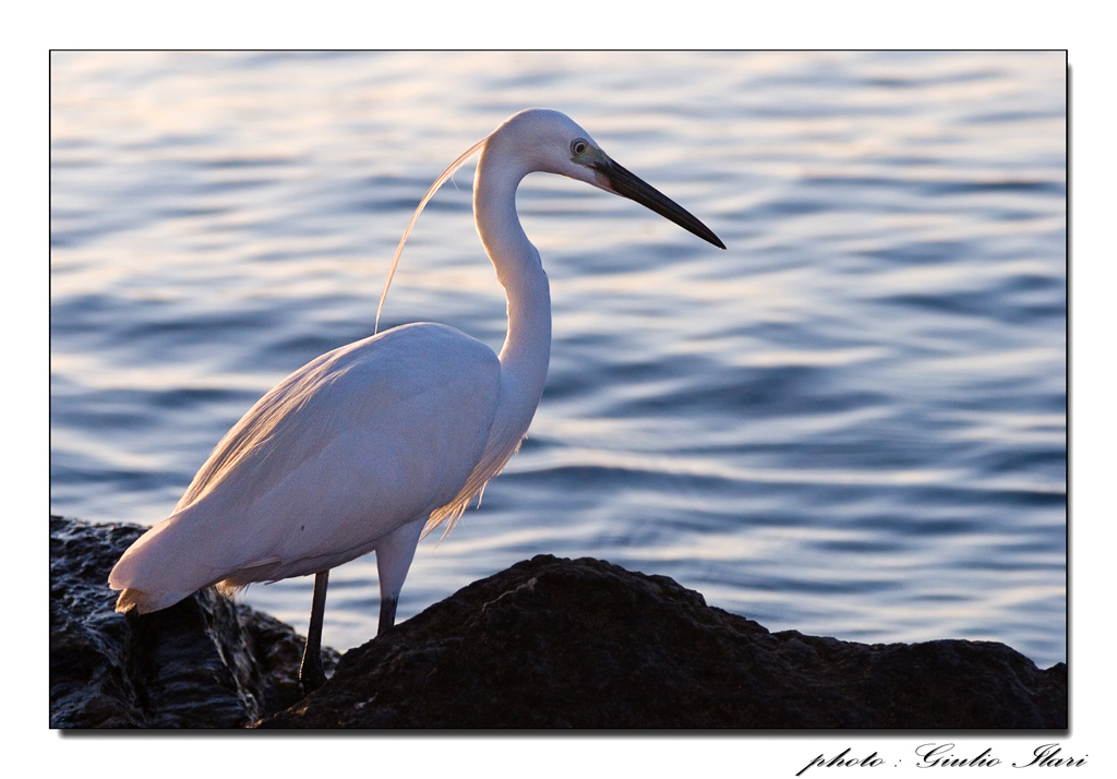 Pescando al calar del sole