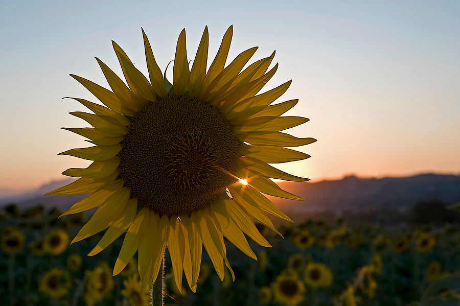quell'ultimo raggio di sole