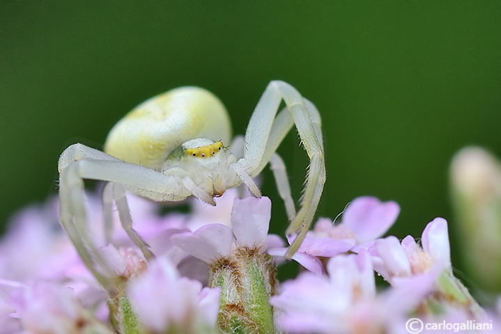 Misumena vatia