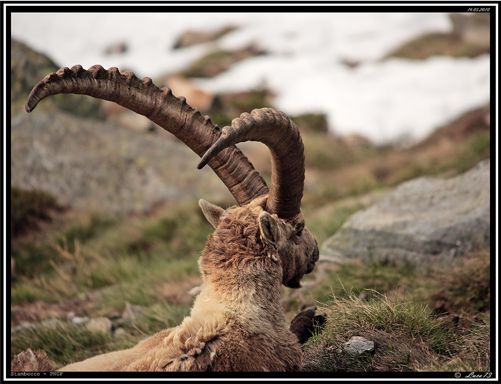 Stambecco PNGP # 22 - Riflessioni - << FINE SERIE >>