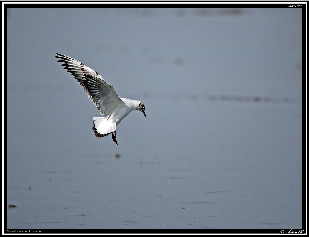 Gabbiano # 2