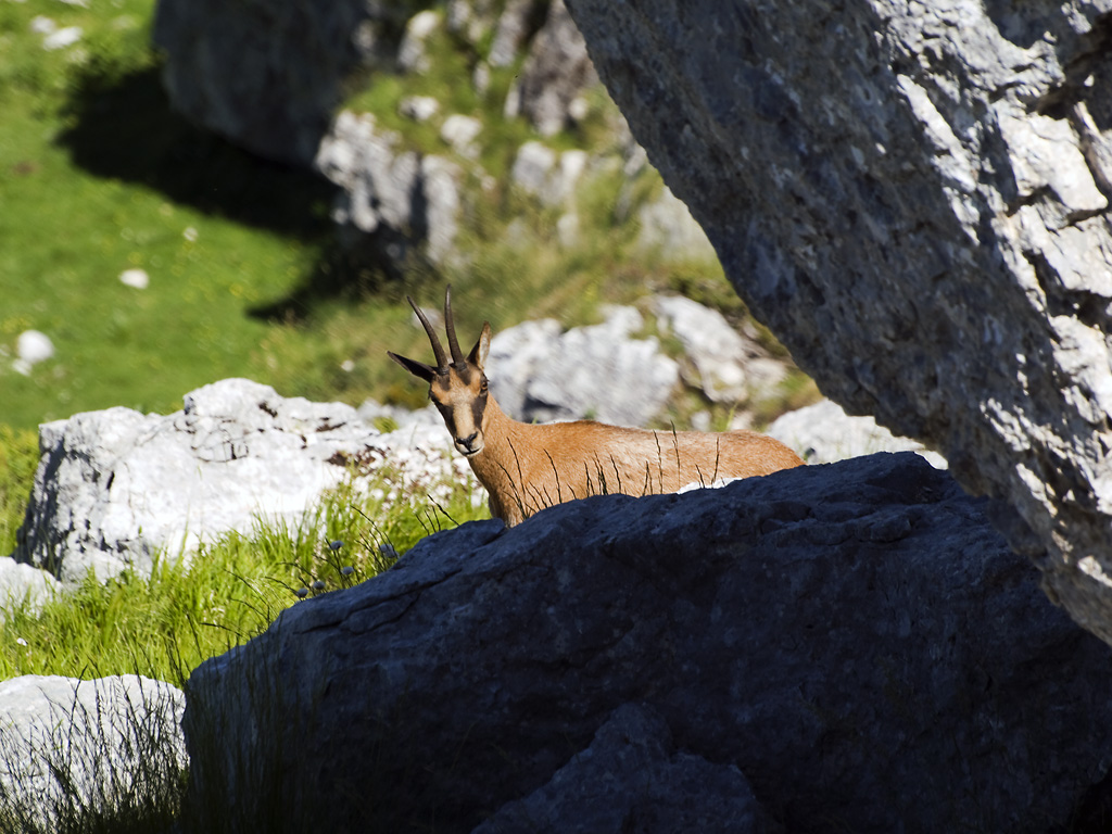 Camoscio #2 - incontro inaspettato