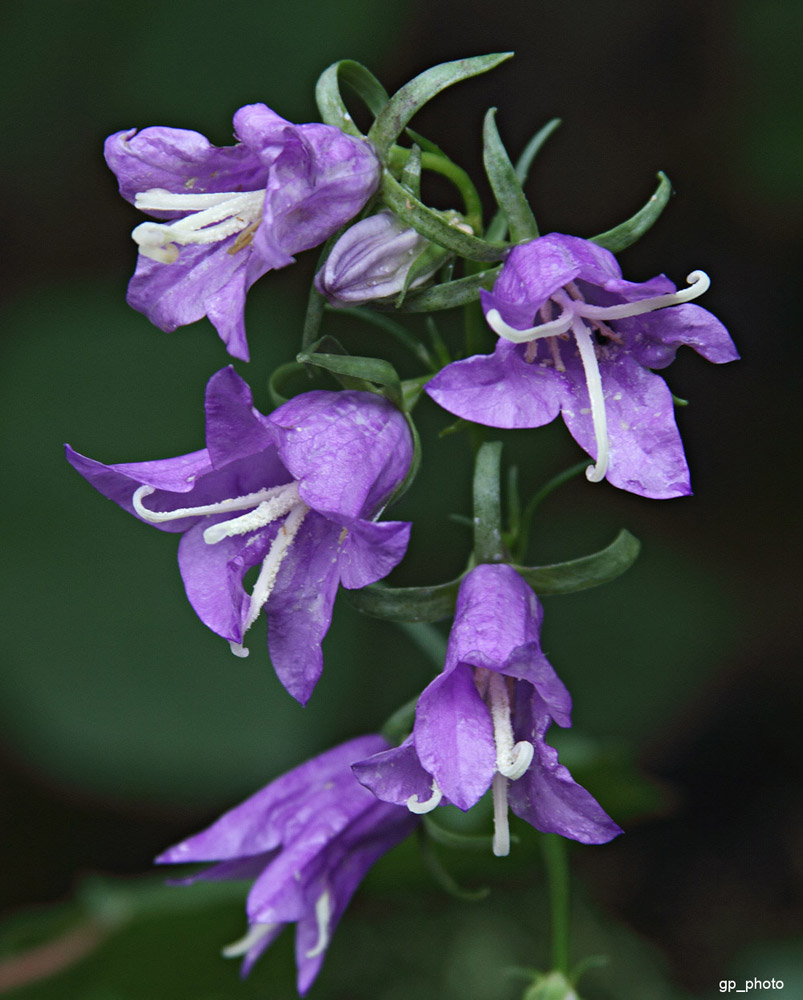 macro in un giorno nuvoloso