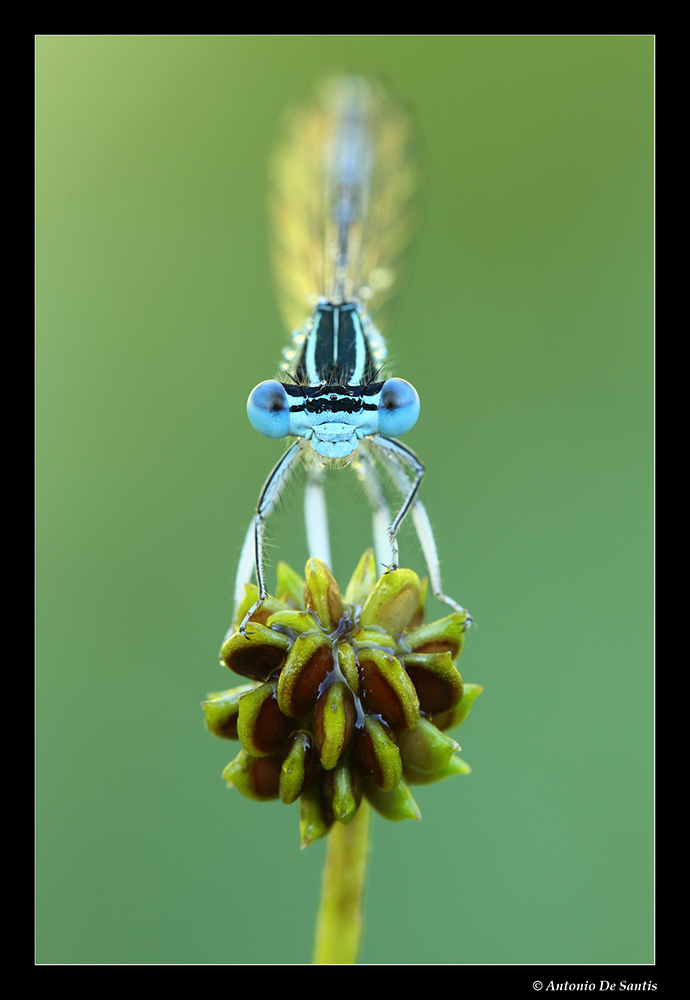 Tre ritratti di damigelle