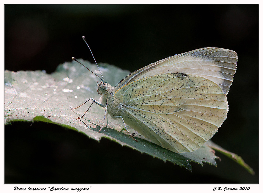 Pieris brassicae