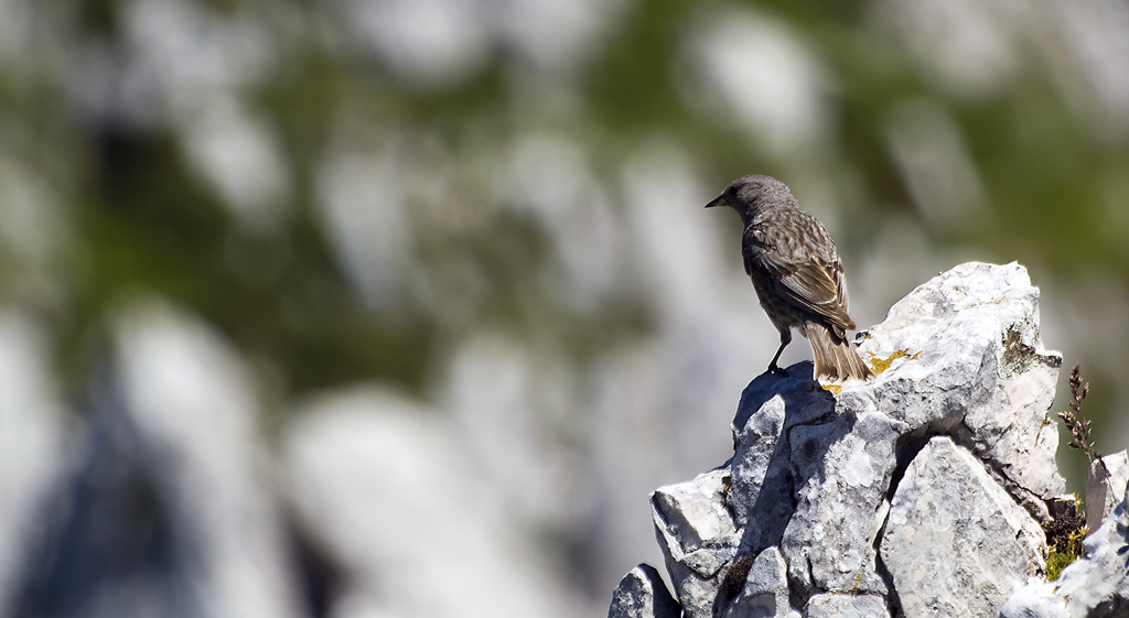 Compagni d'alta quota
