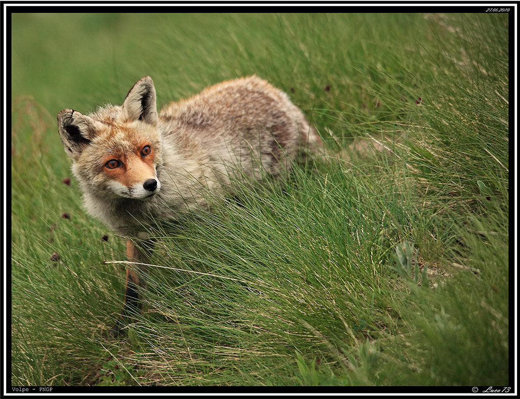 Volpe PNGP # 7 - << SECONDA SERIE >>
