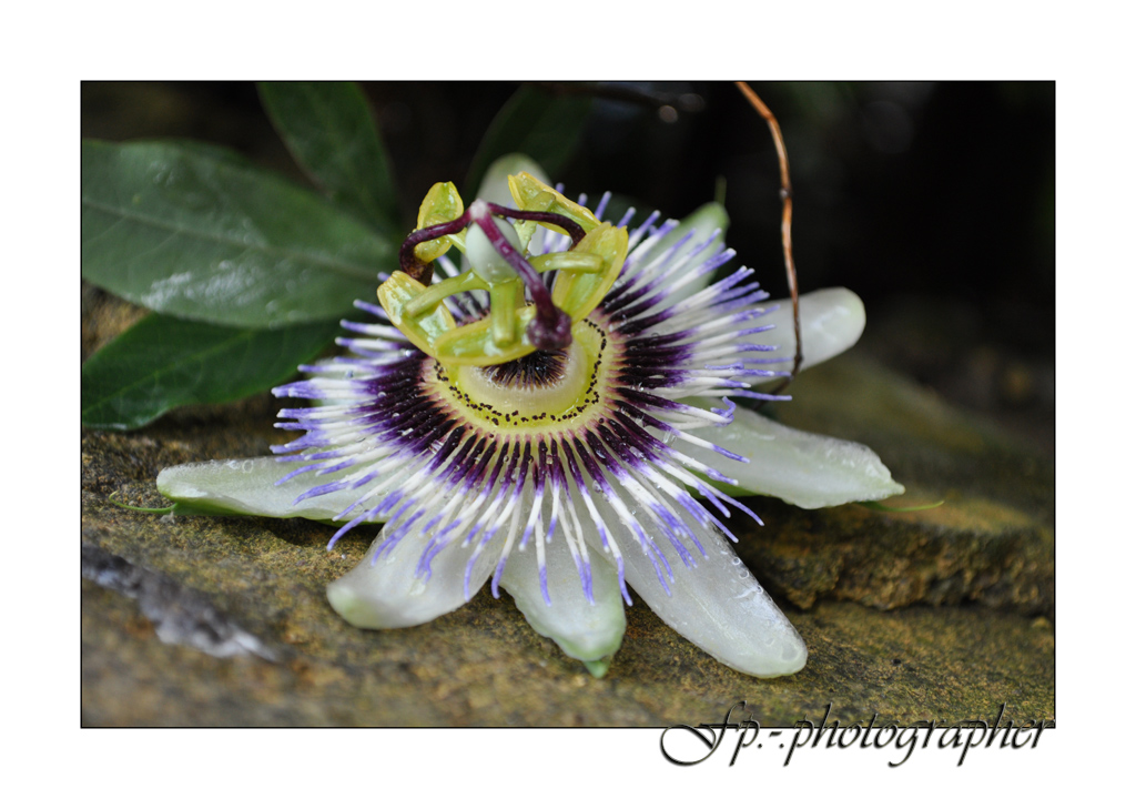 Passiflora