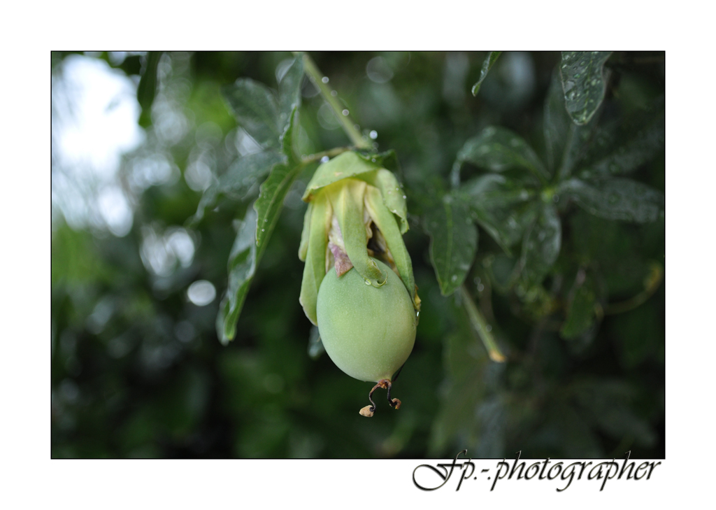 Passiflora