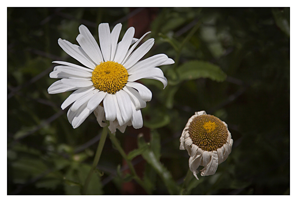 Bellis perennis...
