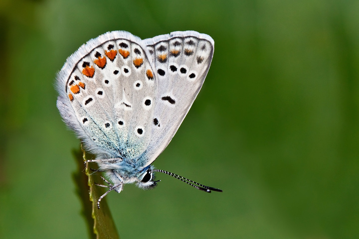 Polyommatus icarus