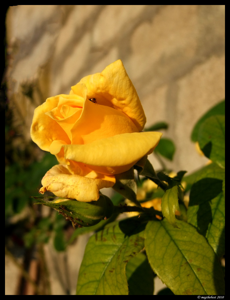 Rosa gialla con afidi