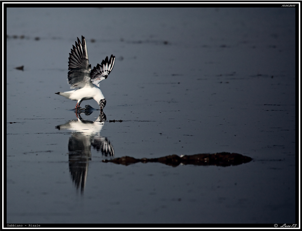 Gabbiano # 3
