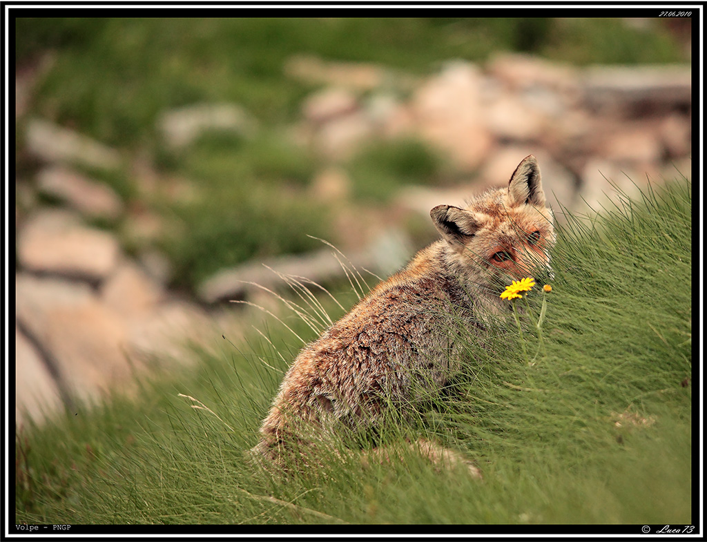 Volpe PNGP # 9 - Romantica